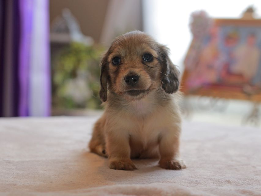 カニンヘン ダックスフンド スワン&パッションの子犬 イエロー（クリーム） 女の子（2）