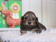 Kaninchen_Dachshund4836