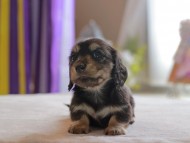 Kaninchen_Dachshund4841