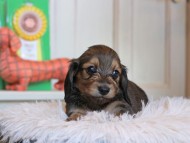 Kaninchen_Dachshund4841