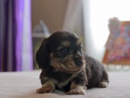Kaninchen_Dachshund4846