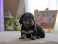 Kaninchen_Dachshund4859