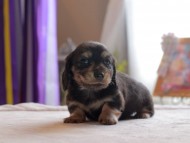 Kaninchen_Dachshund4891 Kaninchen_Dachshund4891