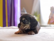 Kaninchen_Dachshund4893