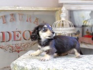 Kaninchen_Dachshund491