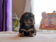Kaninchen_Dachshund4912 Kaninchen_Dachshund4912