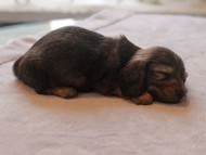 Kaninchen_Dachshund4914