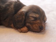 Kaninchen_Dachshund4916