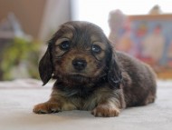 Kaninchen_Dachshund4927