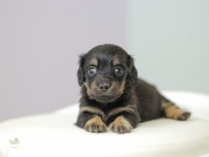 Kaninchen_Dachshund4929