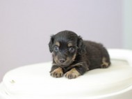 Kaninchen_Dachshund4941