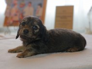 Kaninchen_Dachshund4945