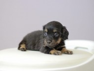 Kaninchen_Dachshund4947