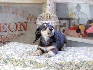 Kaninchen_Dachshund495