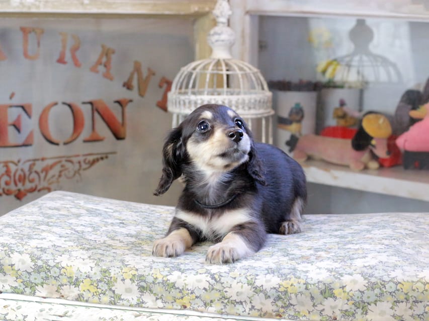 カニンヘンダックスフンド おんぷ ＆ スルガの子犬 ブラックイエロー 女の子（1）