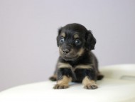 Kaninchen_Dachshund4972