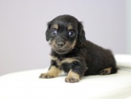 Kaninchen_Dachshund4979