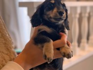 Kaninchen_Dachshund499