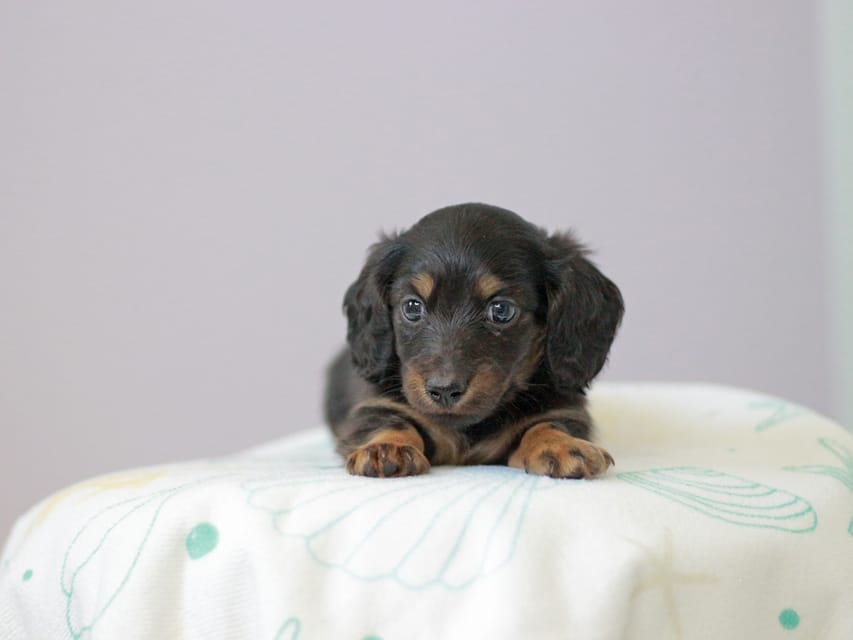 カニンヘンダックスフンド ジゼル&スルガの子犬 ブラックタン 女の子Kaninchen_Dachshund4991 カニンヘンダックスフンド ジゼル&スルガの子犬 ブラックタン 女の子