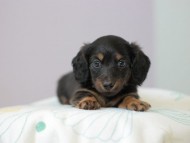 Kaninchen_Dachshund4995