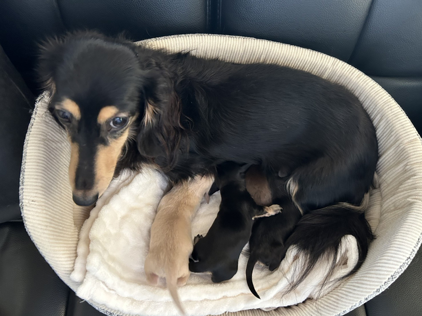 Kaninchen_Dachshund4_0