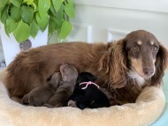 Kaninchen_Dachshund5