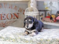 Kaninchen_Dachshund500