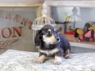 Kaninchen_Dachshund502