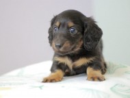 Kaninchen_Dachshund5024