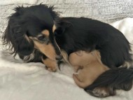 Kaninchen_Dachshund502_0