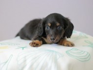 Kaninchen_Dachshund5032