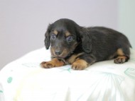 Kaninchen_Dachshund5033