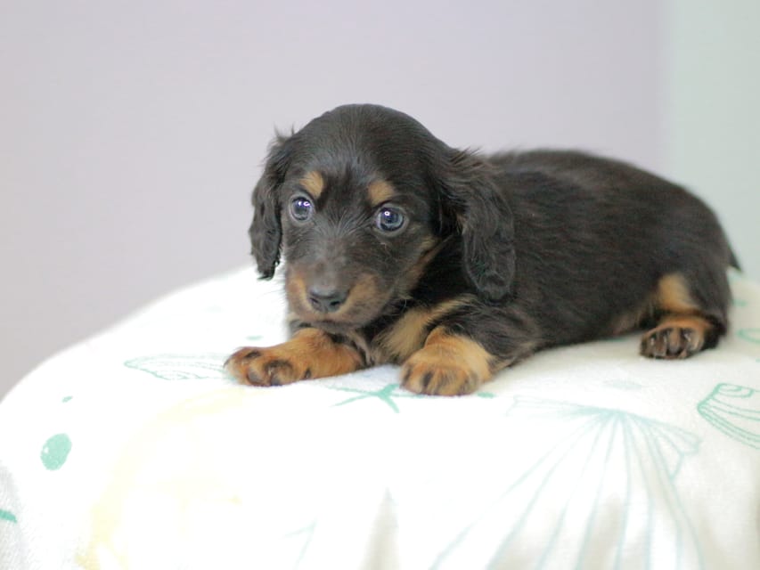 カニンヘンダックスフンド ジゼル&スルガの子犬 ブラックタン 女の子Kaninchen_Dachshund5033 カニンヘンダックスフンド ジゼル&スルガの子犬 ブラックタン 女の子
