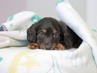 Kaninchen_Dachshund5040