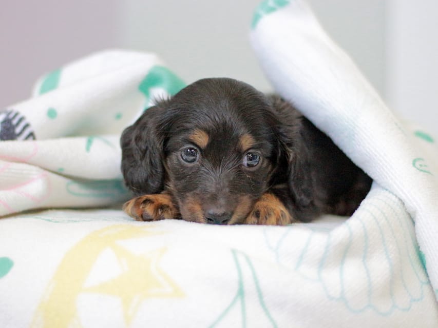 カニンヘンダックスフンド ジゼル&スルガの子犬 ブラックタン 女の子Kaninchen_Dachshund5040 カニンヘンダックスフンド ジゼル&スルガの子犬 ブラックタン 女の子