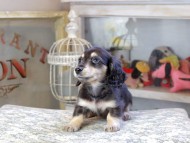 おんぷ ＆ スルガの子犬 ブラックイエロー 女の子（1） カニンヘンダックスフンド