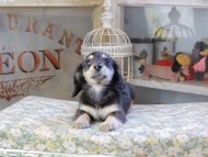 Kaninchen_Dachshund514