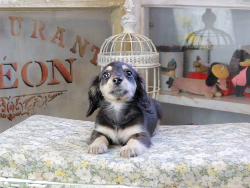 カニンヘンダックスフンド おんぷ ＆ スルガの子犬 ブラックイエロー 女の子（1）