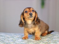 Kaninchen_Dachshund5188