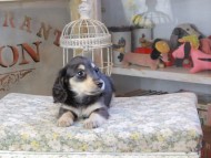Kaninchen_Dachshund519