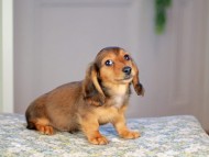 Kaninchen_Dachshund5206