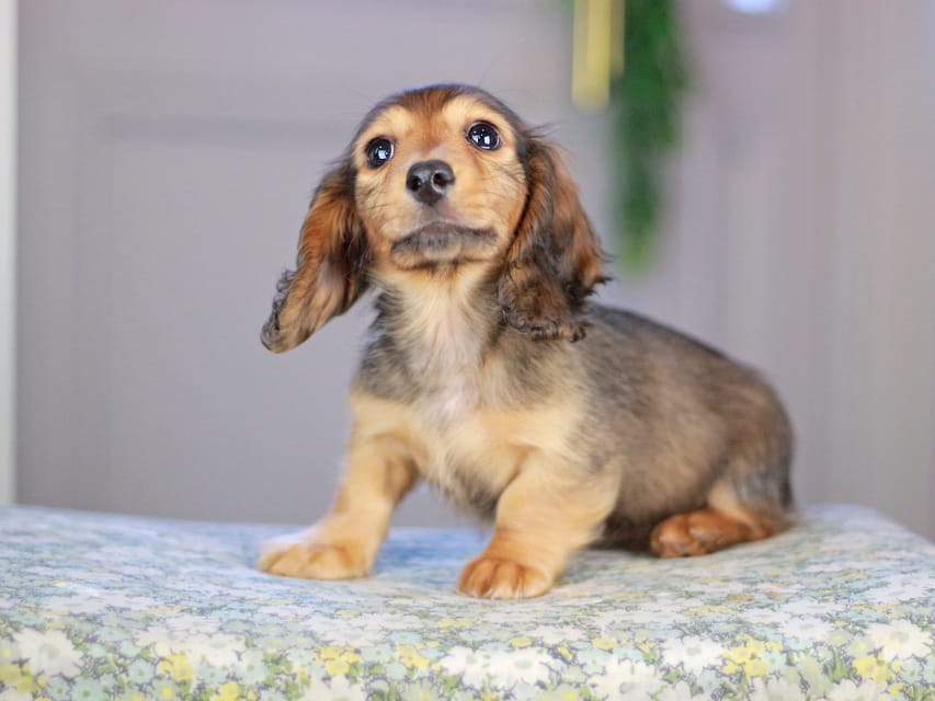 カニンヘンダックスフンド チャンミ&リバティの子犬 レッド 男の子（1）