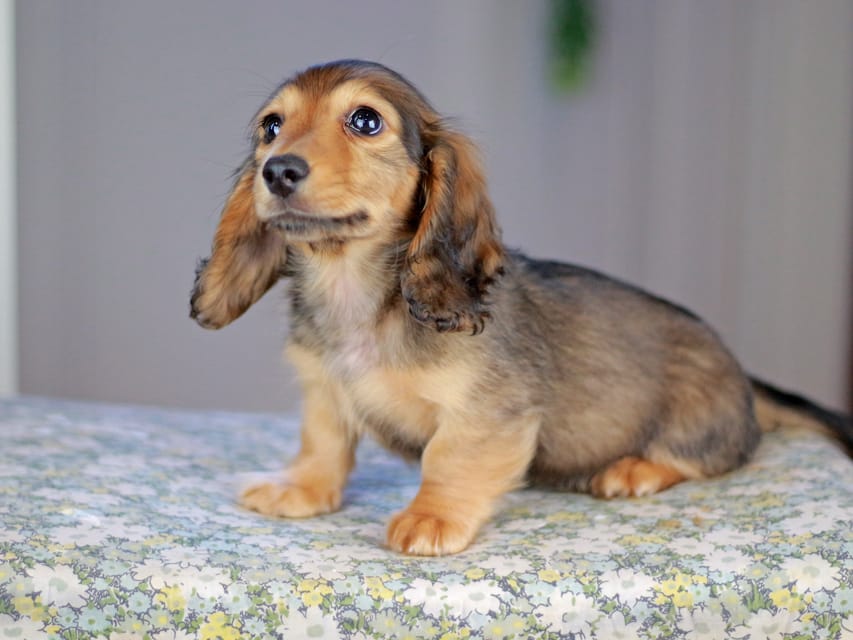 カニンヘンダックスフンド チャンミ&リバティの子犬 レッド 男の子（1）