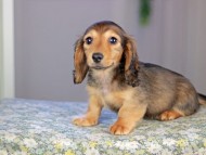Kaninchen_Dachshund5217
