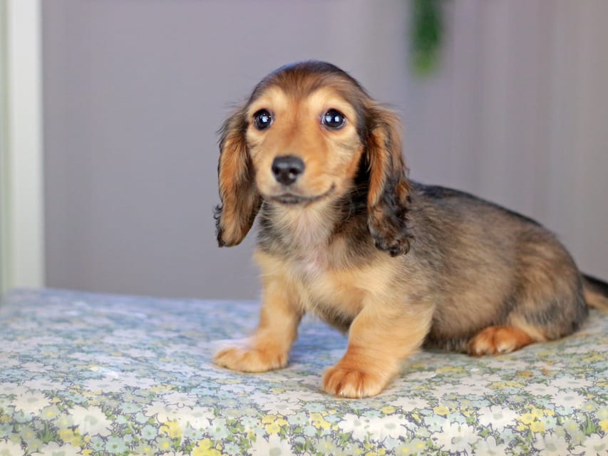 カニンヘンダックスフンド チャンミ&リバティの子犬 レッド 男の子（1）