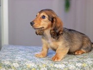 Kaninchen_Dachshund5218 Kaninchen_Dachshund5218