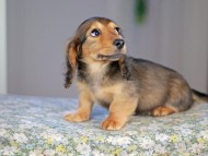 Kaninchen_Dachshund5219