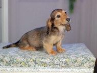 Kaninchen_Dachshund5221