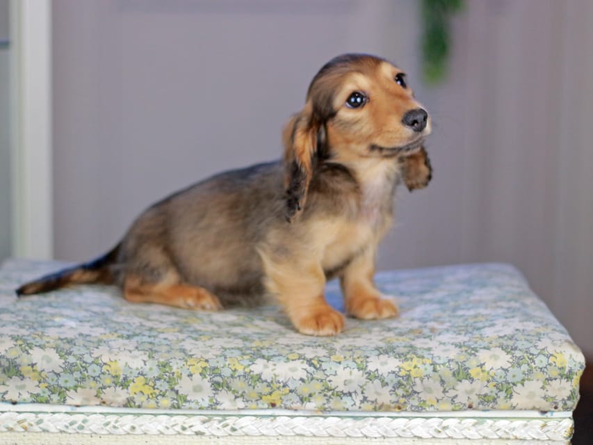 カニンヘンダックスフンド チャンミ&リバティの子犬 レッド 男の子（1）