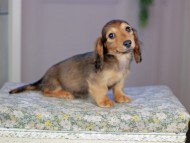 Kaninchen_Dachshund5222 Kaninchen_Dachshund5222